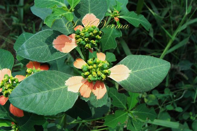  Inflorescences